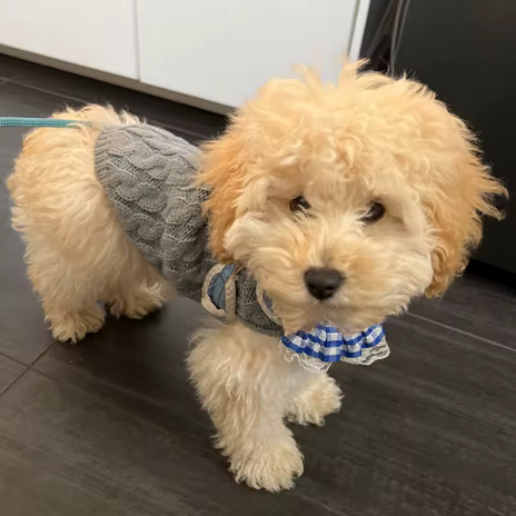 Classic Knit - Pawllover